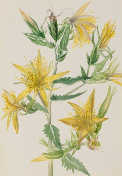 Blazing Star Mentzelia Laevicaulis by Mary Vaux Walcott