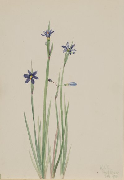 Blue-eyed-grass Sisyrinchium angustifolium by Mary Vaux Walcott