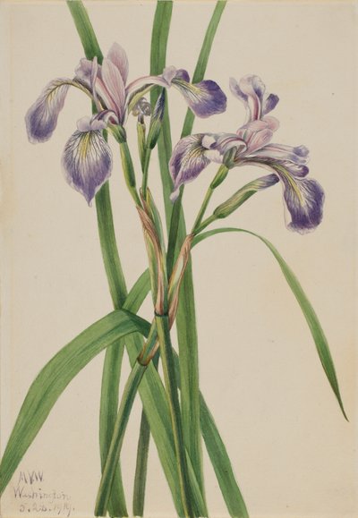 Blueflag Iris Iris versicolor by Mary Vaux Walcott