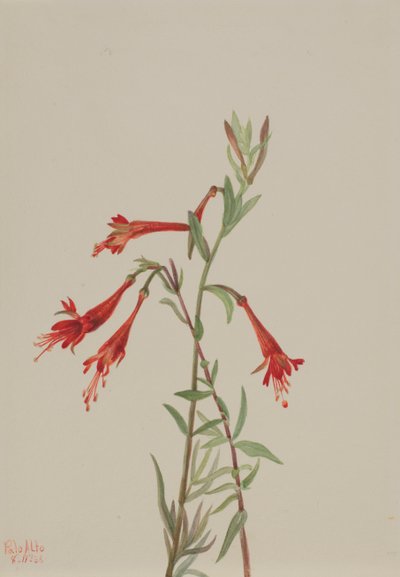 California Fuschia Zauschneria californica, 1936 by Mary Vaux Walcott