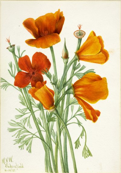 California Poppy, 1935 by Mary Vaux Walcott