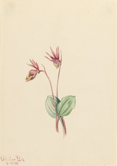 Calypso by Mary Vaux Walcott