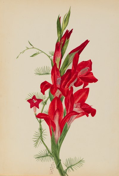 Cannas and Cypress Vine Canna species and Ipomoea quamoclit by Mary Vaux Walcott
