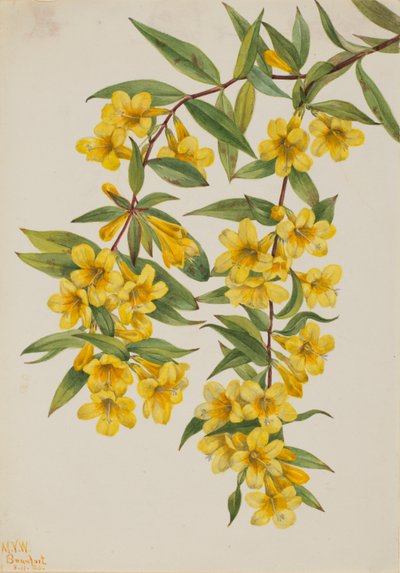 Carolina Jessamine by Mary Vaux Walcott