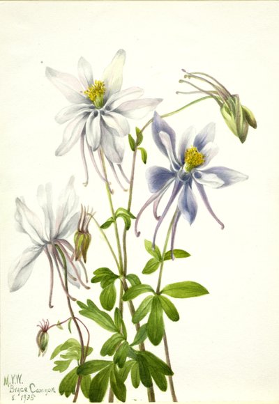 Columbine by Mary Vaux Walcott