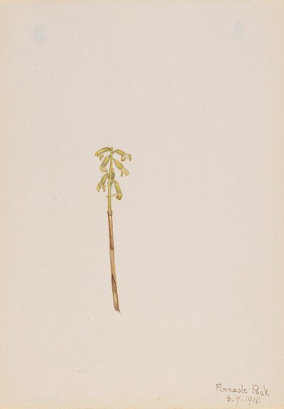 Corathorhiza corallorhiza by Mary Vaux Walcott
