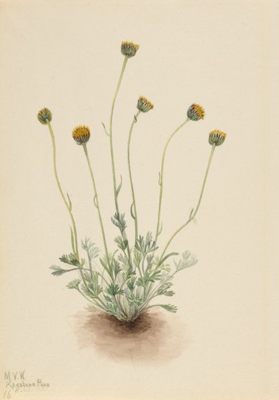 Cut Leaf Fleabane Erigeron Compositus Nudus by Mary Vaux Walcott