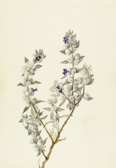 Death Valley Sage Salvia funerea by Mary Vaux Walcott