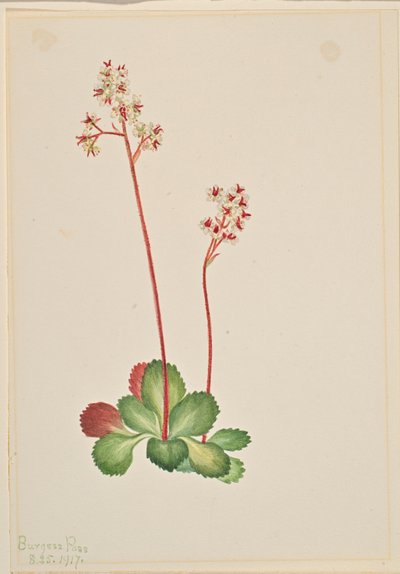 Evergreen Saxifrage by Mary Vaux Walcott