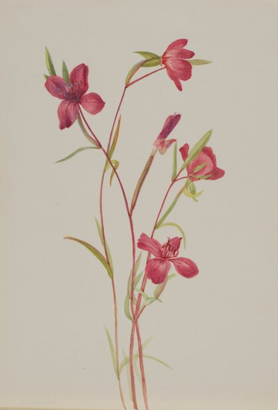 Farewell to Spring Godetia Amoena Lilja by Mary Vaux Walcott