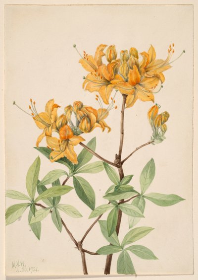Flame Azalea (Azalea lutea) by Mary Vaux Walcott