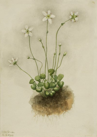 Fringed Parnassia by Mary Vaux Walcott