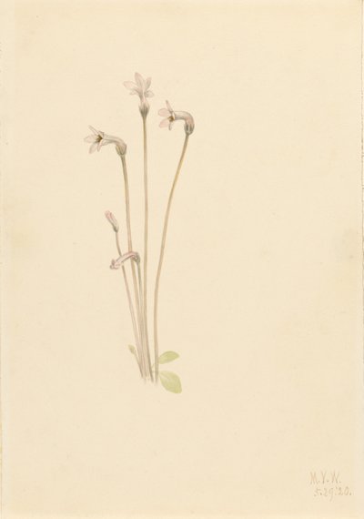 Ghostpipe by Mary Vaux Walcott