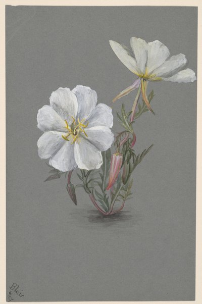 Giant Helleborine by Mary Vaux Walcott