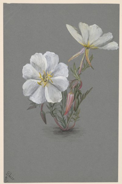 Giant Helleborine Epipactis gigantea by Mary Vaux Walcott