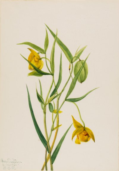Golden Fairy Lantern Calochortus amabilis, 1936 by Mary Vaux Walcott