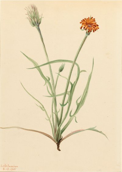 Grassleaf Agoseris Agoseris graminifolia, 1905 by Mary Vaux Walcott