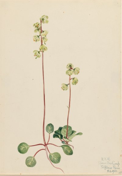 Green Pyrola by Mary Vaux Walcott
