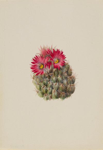 Hedgehog Cactus Coryphantha arizonica by Mary Vaux Walcott
