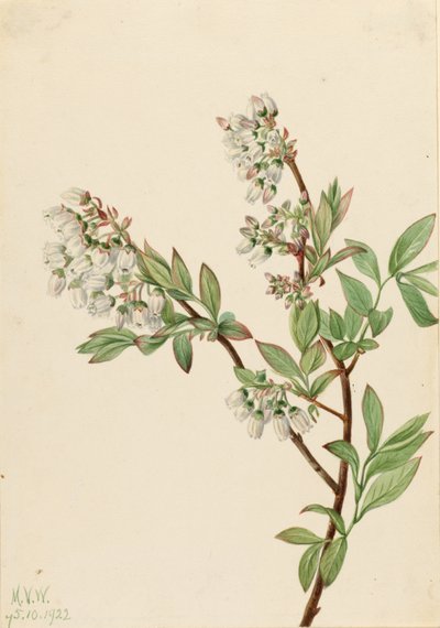 Highbush Blueberry (Vaccinium corymbosum) by Mary Vaux Walcott