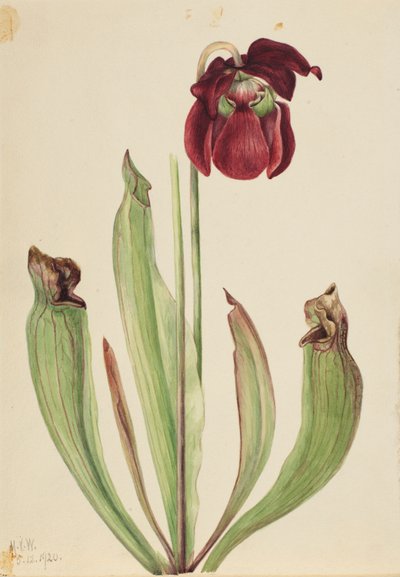 Hybrid Pitcherplant by Mary Vaux Walcott