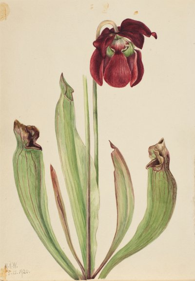 Hybrid Pitcherplant by Mary Vaux Walcott