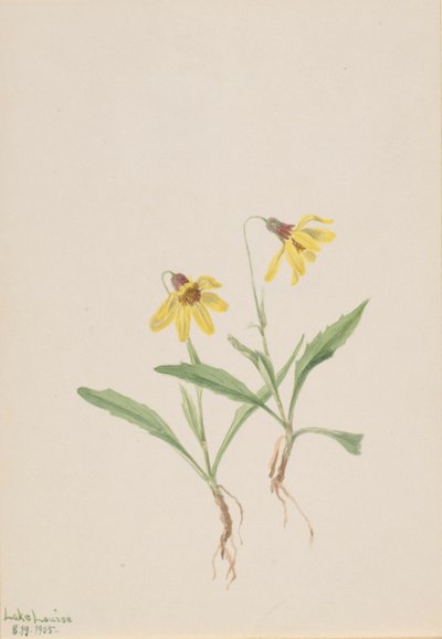 Lake Louise Arnica by Mary Vaux Walcott