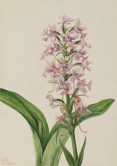 Large Purple Fringe-Orchid by Mary Vaux Walcott