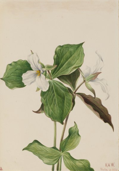 Large White Trillium by Mary Vaux Walcott