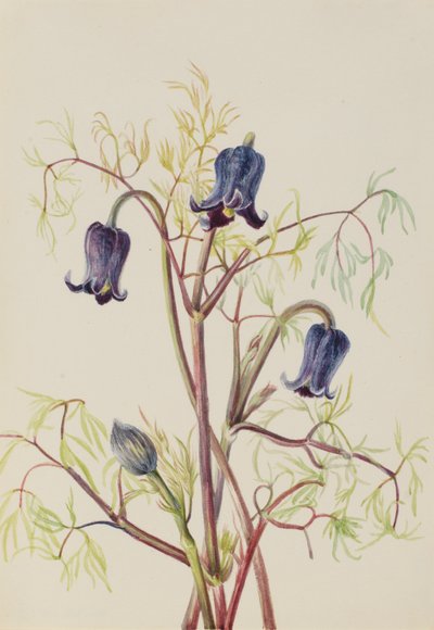 Leather Flower by Mary Vaux Walcott
