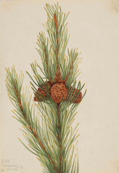 Lodgepole Pine Pinus Contorta murrayana by Mary Vaux Walcott