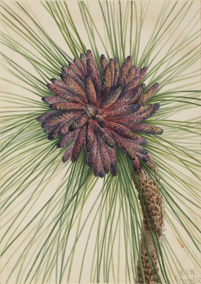 Longleaf Pine Pinus palustris by Mary Vaux Walcott