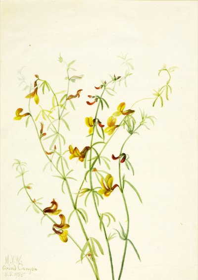 Lotus puberulus, 1935 by Mary Vaux Walcott