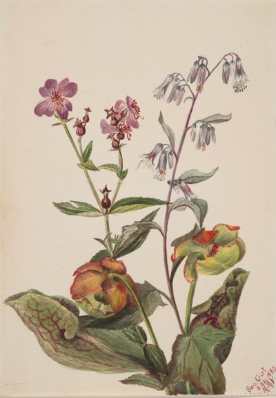 Meadow Beauty Rhexia virginica, Rattlesnake Root Nabalus albus, Pitcherplant by Mary Vaux Walcott