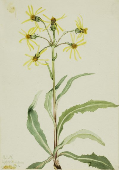 Mourning Groundsel by Mary Vaux Walcott