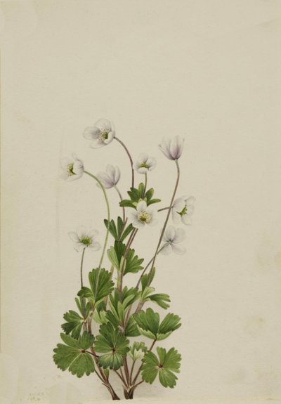 Northern Anemone, 1924 by Mary Vaux Walcott