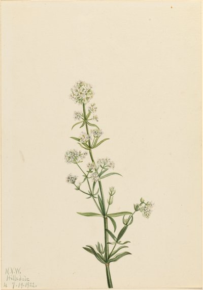 Northern Bedstraw Galium boreale by Mary Vaux Walcott