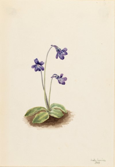 Northern Butterwort by Mary Vaux Walcott