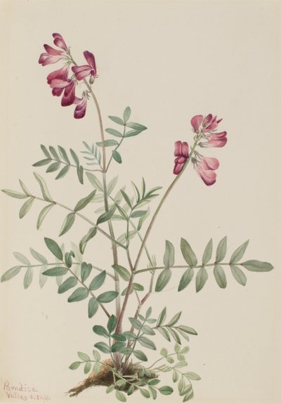 Northern Hedysarum Hedysarum Boreale by Mary Vaux Walcott