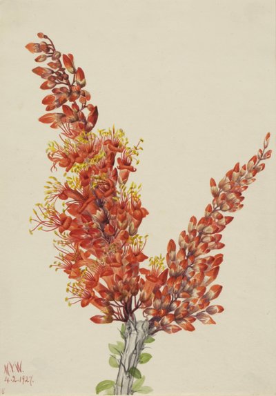 Ocotillo Fouquieria Splendens by Mary Vaux Walcott