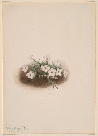 Phlox by Mary Vaux Walcott