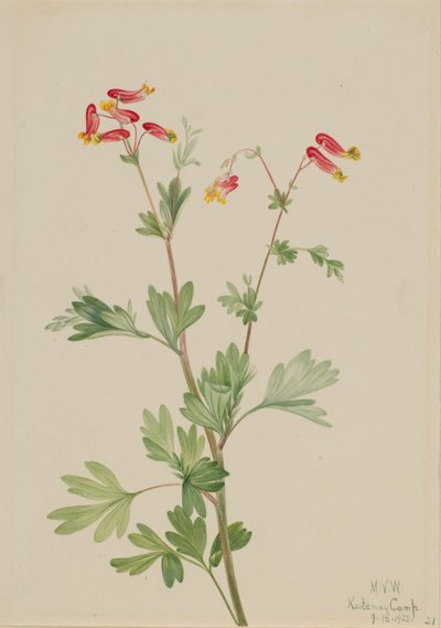 Pink Fumeroot by Mary Vaux Walcott