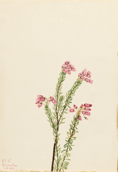 Pink Mountain Heather Phyllodoce empetriformis, 1924 by Mary Vaux Walcott