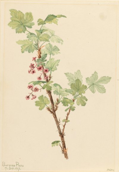 Prickly Currant by Mary Vaux Walcott