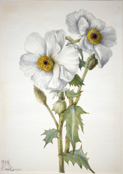 Prickly Poppy by Mary Vaux Walcott