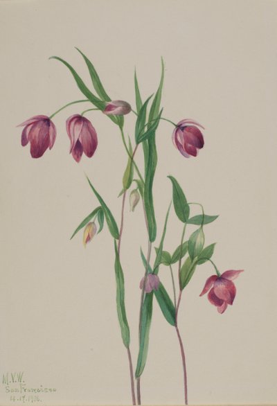 Purple Fairy Lantern Calochortus Anoenum, 1936 by Mary Vaux Walcott