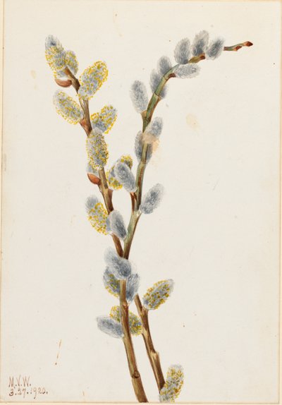 Pussy Willow (Salix discolor) by Mary Vaux Walcott