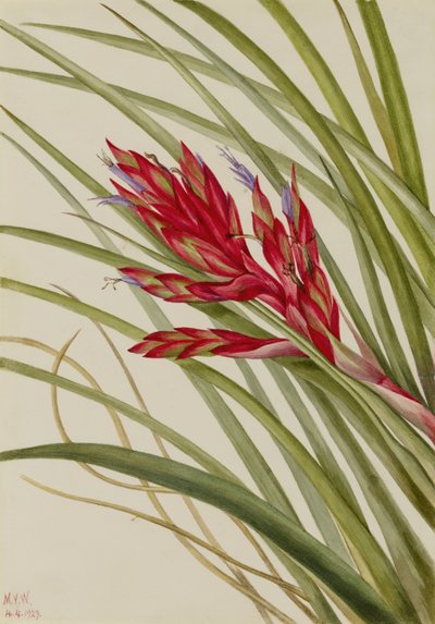 Quill-Leaf Tillandsia by Mary Vaux Walcott