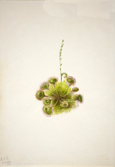 Roundleaf Sundew Drosera rotundifolia by Mary Vaux Walcott
