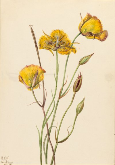 San Diego Mariposa Calochortus Weedii, 1925 by Mary Vaux Walcott